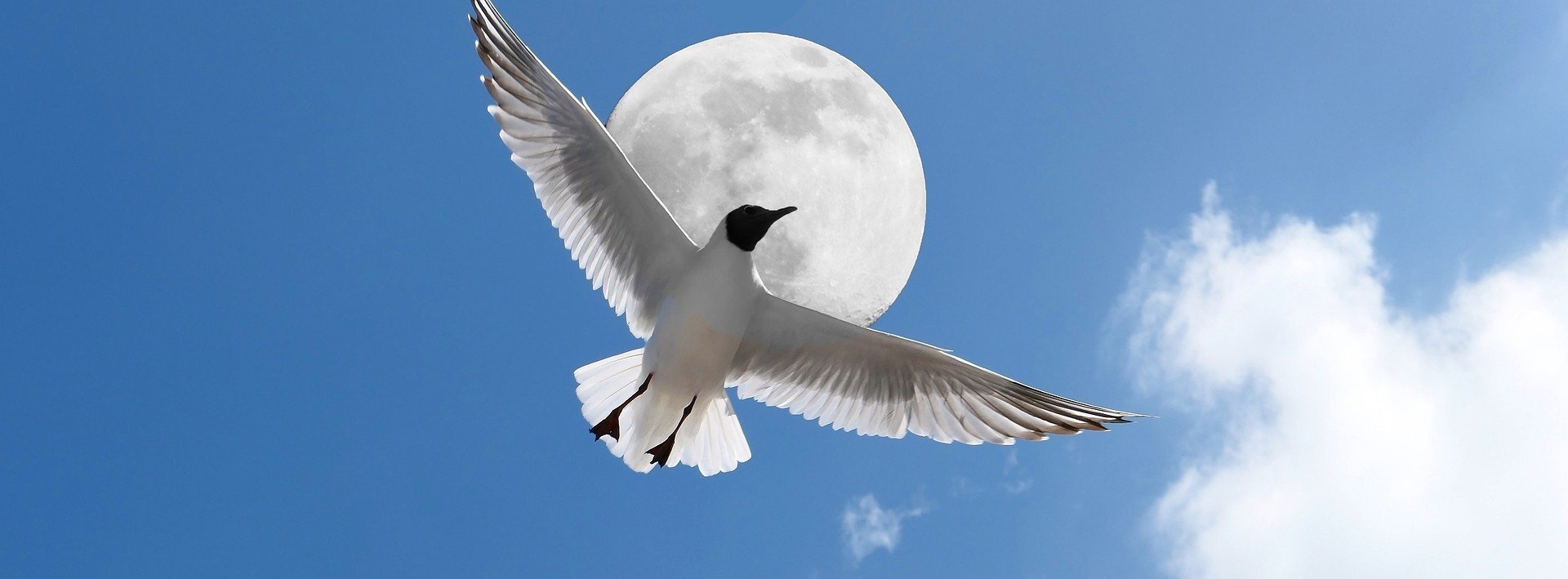 gull-g1e1676dd5_1920 gull-g1e1676dd5_1920